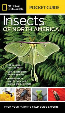 Kniha National Geographic Pocket Guide to Insects of North America Arthur V Evans