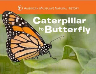 Book Caterpillar to Butterfly Melissa Stewart