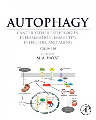 Könyv Autophagy: Cancer, Other Pathologies, Inflammation, Immunity, Infection, and Aging M A Hayat