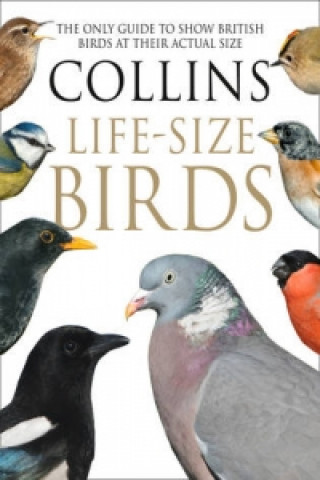 Книга Collins Life-Size Birds Paul Sterry