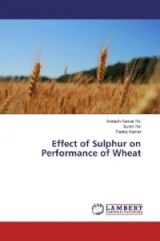 Kniha Effect of Sulphur on Performance of Wheat Avinash Kumar Rai