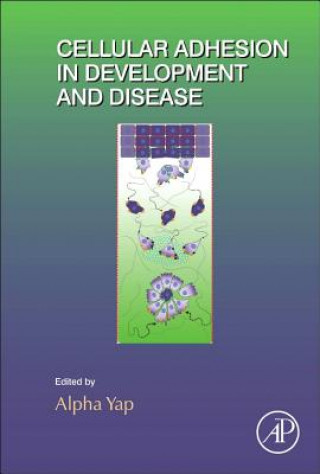 Könyv Cellular Adhesion in Development and Disease Alpha Yap