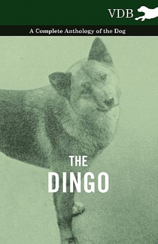 Kniha Dingo - A Complete Anthology of the Dog - Various (selected by the Federation of Children's Book Groups)