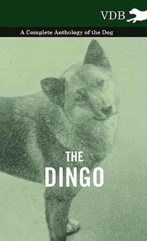 Knjiga Dingo - A Complete Anthology of the Dog - Various (selected by the Federation of Children's Book Groups)