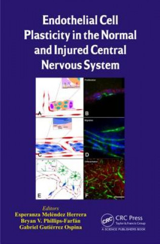 Carte Endothelial Cell Plasticity in the Normal and Injured Central Nervous System Esperanza Melendez Herrera