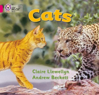 Carte Cats Claire Llewellyn