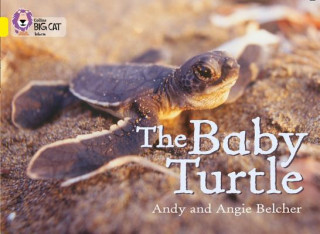 Kniha Baby Turtle Andy Belcher