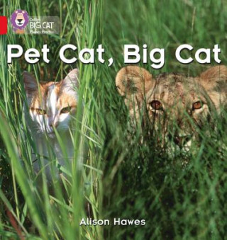 Kniha Pet Cat, Big Cat Alison Hawes