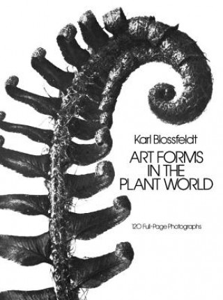 Книга Art Forms in the Plant World Karl Blossfeldt