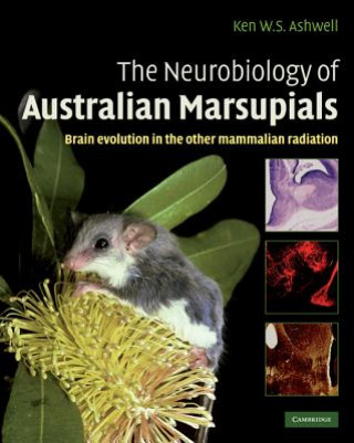 Книга Neurobiology of Australian Marsupials Ken Ashwell