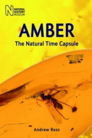 Kniha Amber Andrew Ross