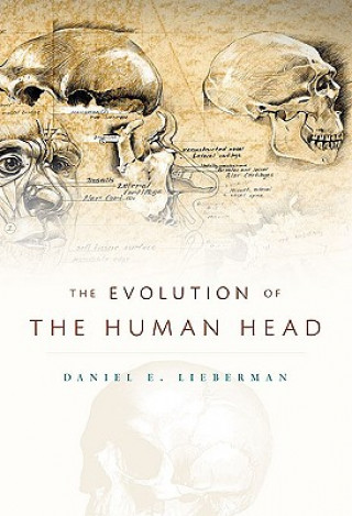 Kniha Evolution of the Human Head Daniel E Lieberman