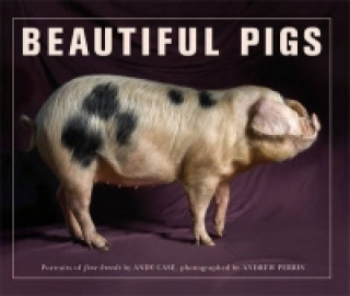 Kniha Beautiful Pigs Andy Case