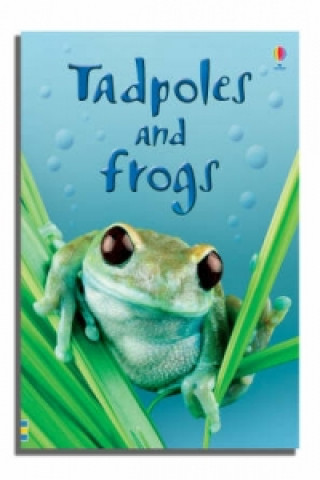 Könyv Tadpoles and Frogs Anna Milbourne