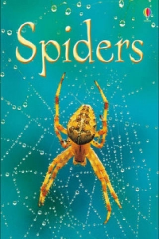 Książka Spiders Rebecca Gilpin