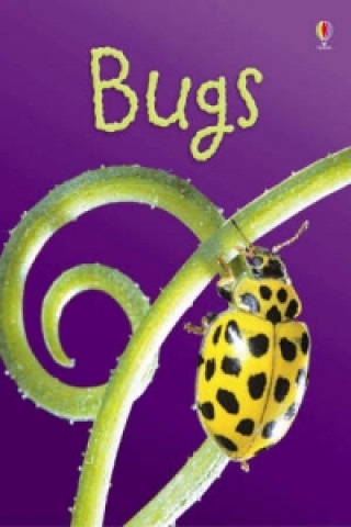 Kniha Bugs Lucy Bowman