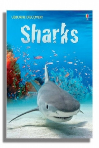 Kniha Discovery Sharks Rachel Firth