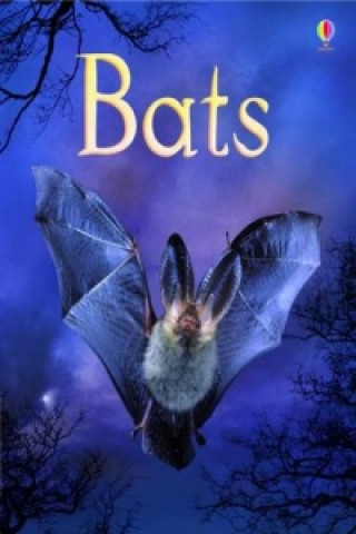 Kniha Bats Megan Cullis