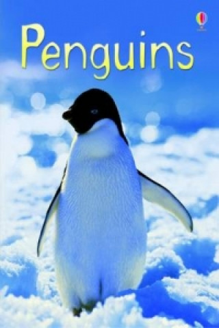Kniha Penguins Emily Bone