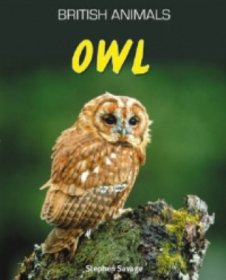 Kniha British Animals: Owl Stephen Savage