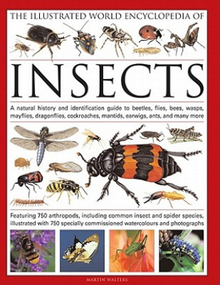 Książka Illustrated World Encyclopaedia of Insects Martin Walters