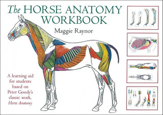 Książka Horse Anatomy Workbook Maggie Raynor