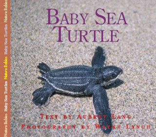 Carte Baby Sea Turtle Audrey Lang