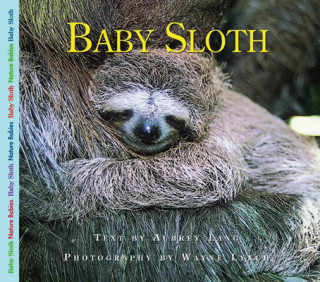 Carte Baby Sloth Aubrey Lang