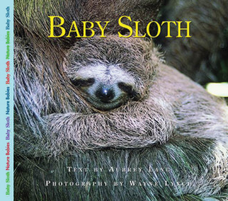 Kniha Baby Sloth Aubrey Lang