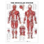Carte Muscular System Anatomical Chart collegium