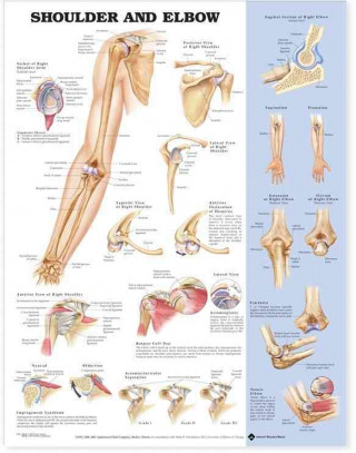 Knjiga Shoulder and Elbow Anatomical Chart Anatomical Chart Company