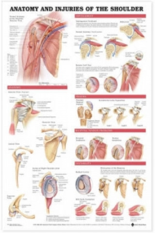 Kniha Anatomy and Injuries of the Shoulder Anatomical Chart Anatomical Chart Company