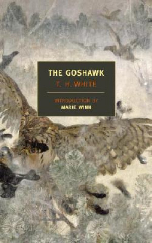 Kniha Goshawk Marie Winn