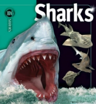 Kniha Sharks Beverly McMillan