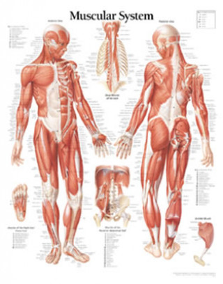 Nyomtatványok Muscular System with Male Figure Paper Poster Scientific Publishing