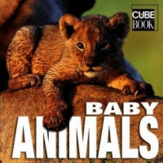 Buch Baby Animals 