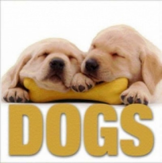 Buch Mini Cubebook Dogs 