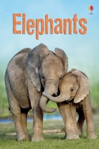 Kniha Elephants James Maclaine