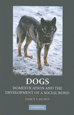 Kniha Dogs Darcy F Morey