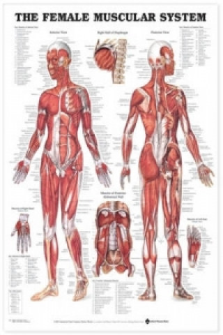 Carte Female Muscular System Anatomical Chart 