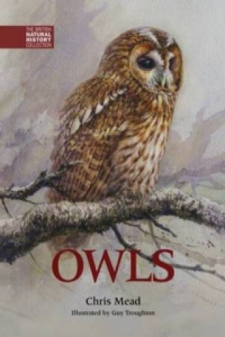 Kniha Owls Chris Mead