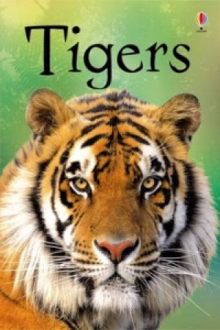 Kniha Tigers James Maclaine