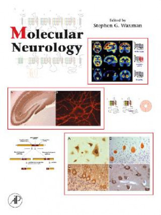 Książka Molecular Neurology Stephen G. Waxman