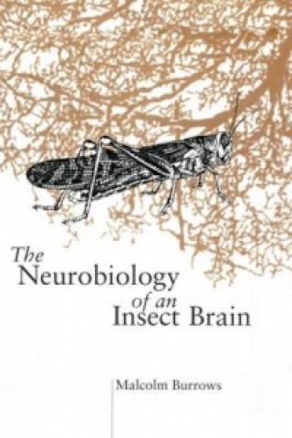 Könyv Neurobiology of an Insect Brain Malcolm Burrows
