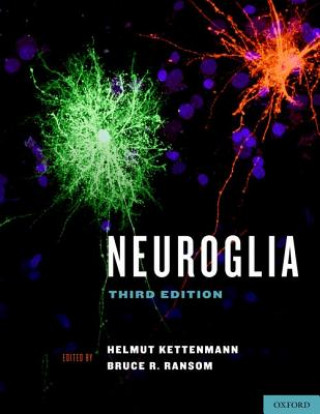 Knjiga Neuroglia Bruce R. Ransom