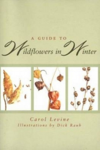 Książka Guide to Wildflowers in Winter Carol Levine