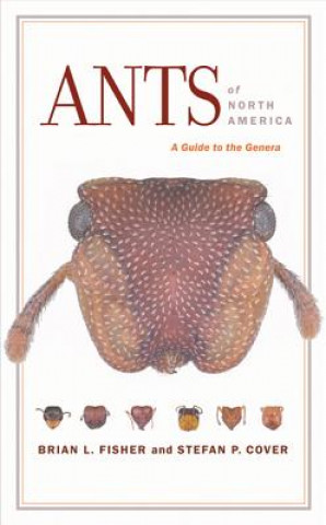 Книга Ants of North America Brian L. Fisher