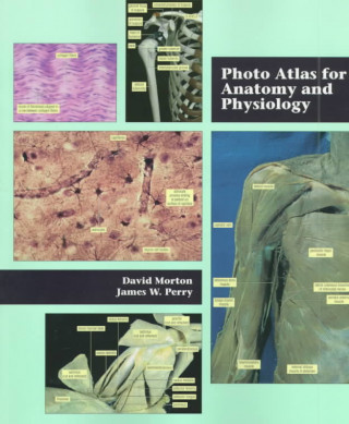 Könyv Photo Atlas for Anatomy and Physiology David Morton
