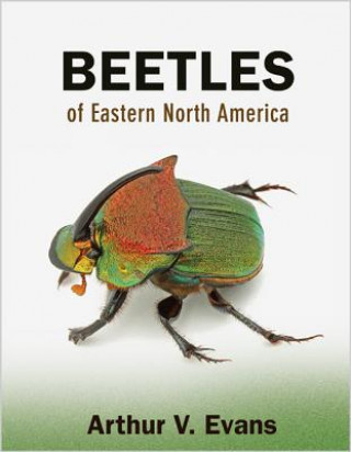 Kniha Beetles of Eastern North America Arthur V. Evans