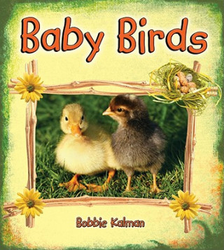 Book Baby Birds Bobbie Kalman